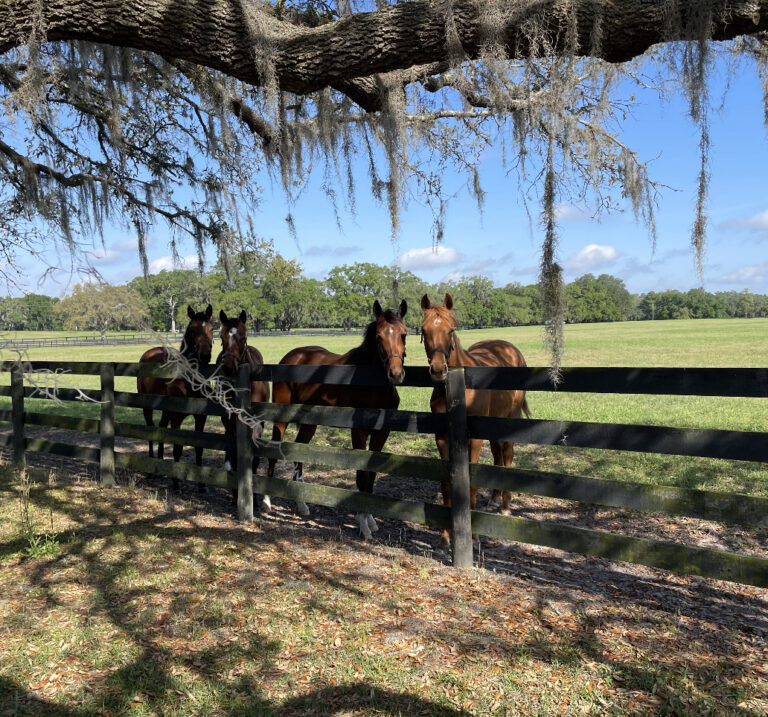 Horses At Live Oak Plantation In Ocala