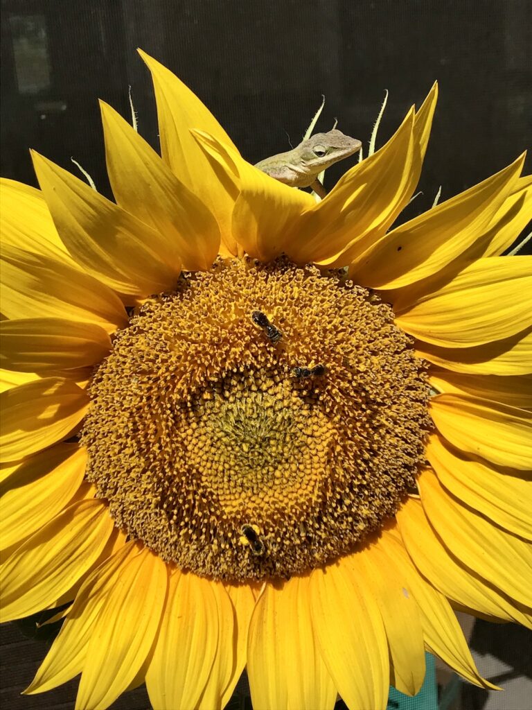 Lizard Watching Bees On Sunflower In Belleview