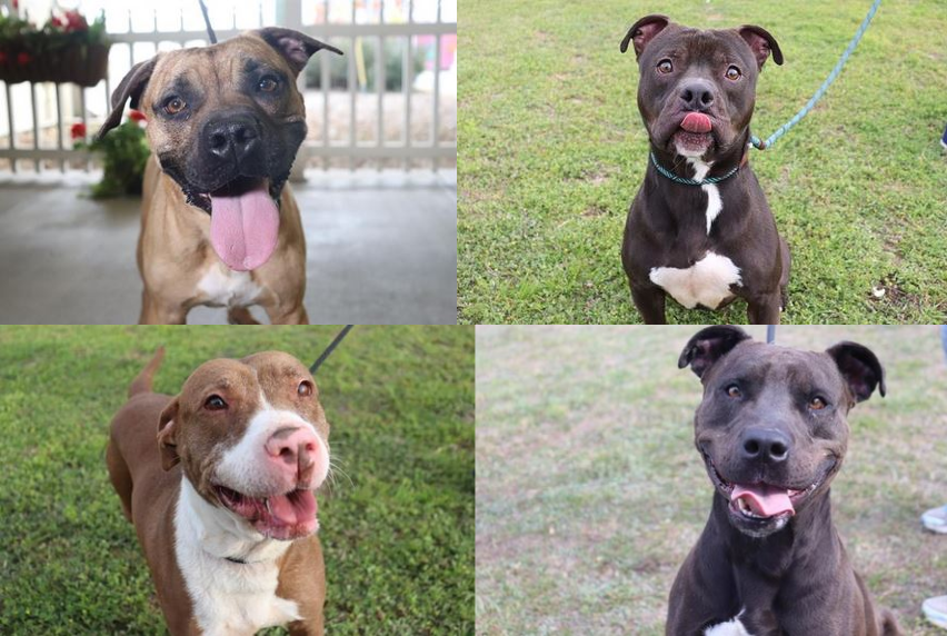 Marion County Animal Services pets for adoption March 2023 photo of four additional dogs available for adoption