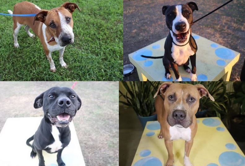 Marion County Animal Services waives adoption fees March 2023 pets for adoption photo of four dogs