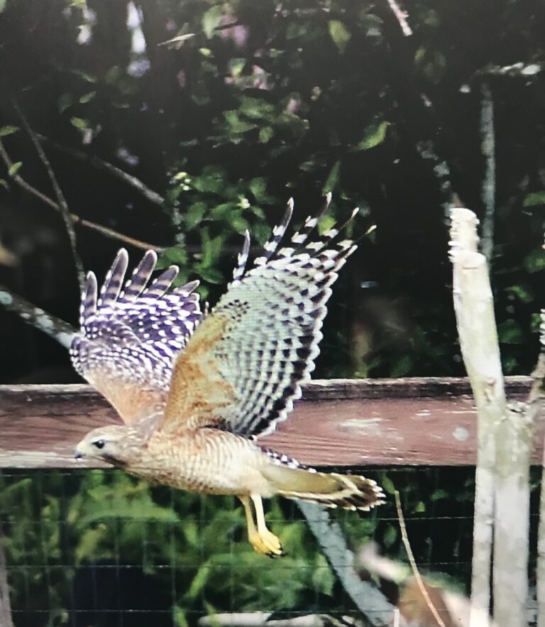 Red-Shouldered Hawk In Flight In Ocala Backyard