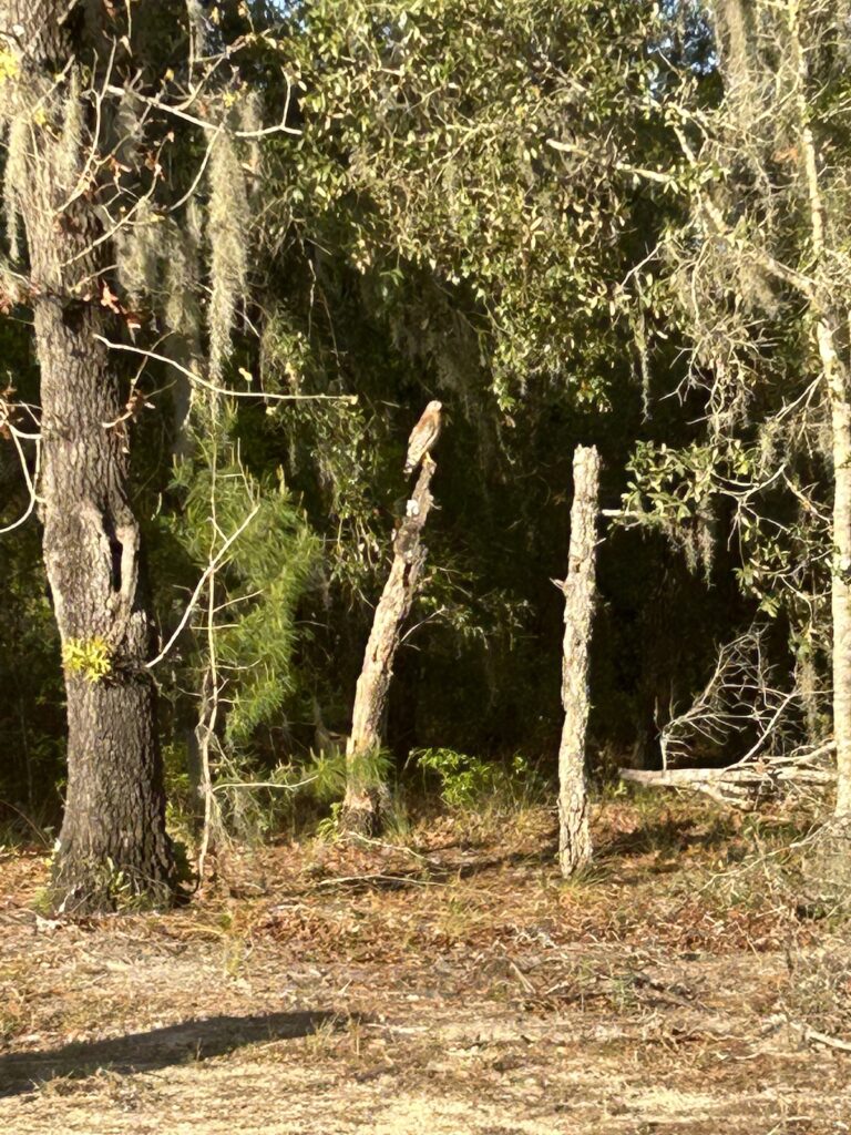 Red-Shouldered Hawk In SE Ocala