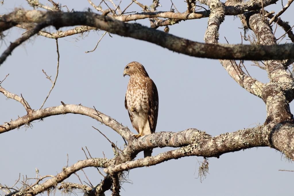 Red-Shouldered Hawk On Locust Run In Ocala