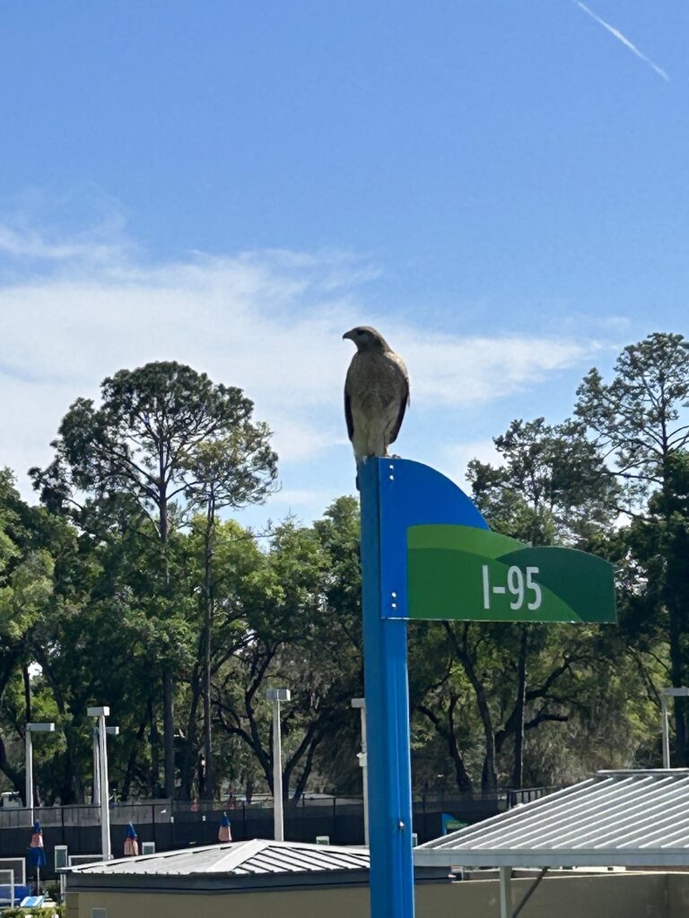 Red-shouldered hawk visiting Rolling Greens Executive Golf Course