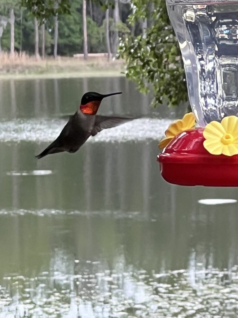 Ruby-Throated Hummingbird At Hawthorne Village Of Ocala