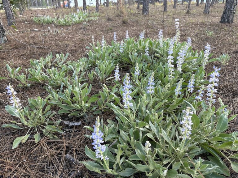 Skyblue Lupine Blooming In Ocala