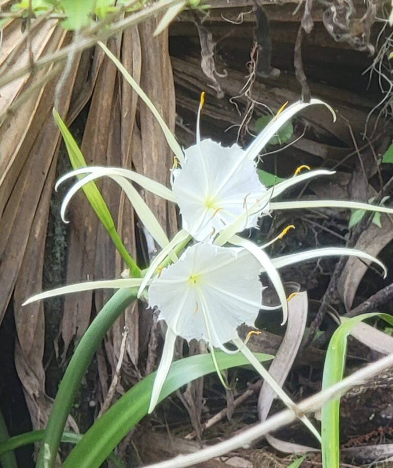 Spider Lily At Silver Springs State Park