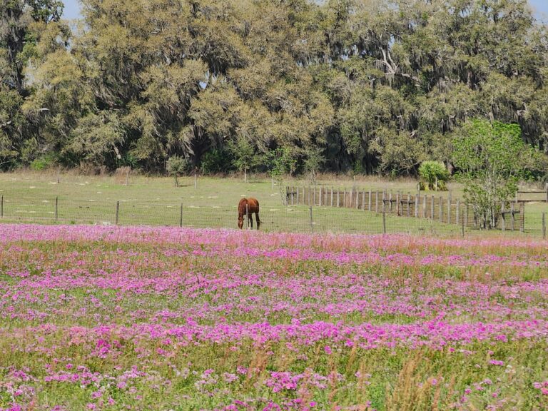Spring Flowers By Ocala Horse Pasture