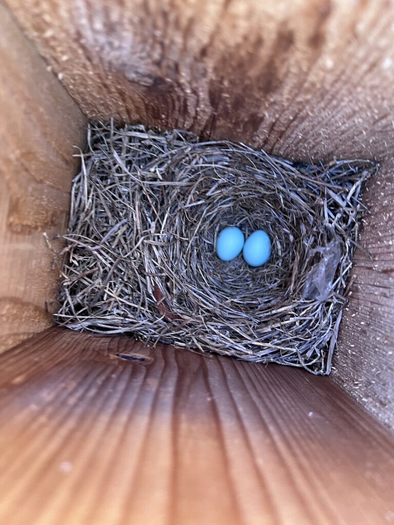 Bluebird Eggs Found At Spruce Creek North