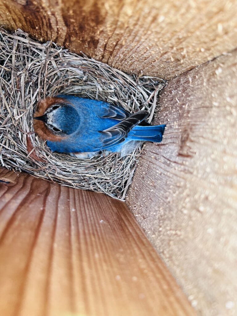 Bluebird In Nest At Spruce Creek North