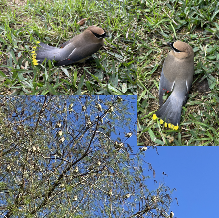 Flock Of Cedar Waxwings At College Park Ocala