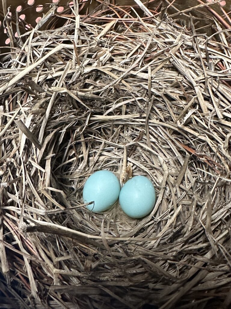 More Bluebird Eggs In Ocala