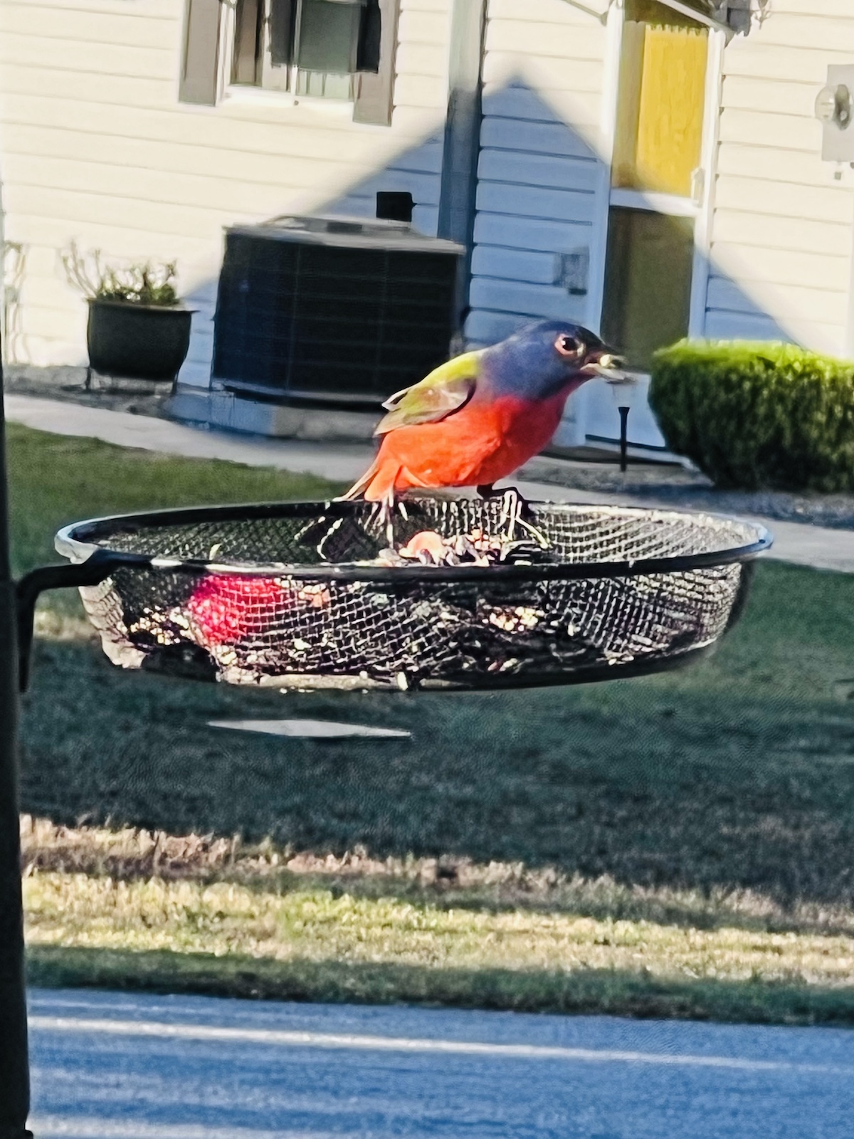 Painted Bunting In SW Ocala