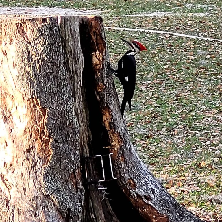 Pileated Woodpecker In Morriston