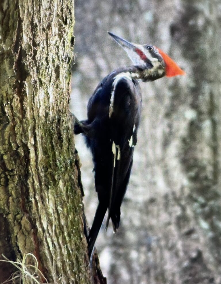 Pileated Woodpecker Near Ocala National Forest
