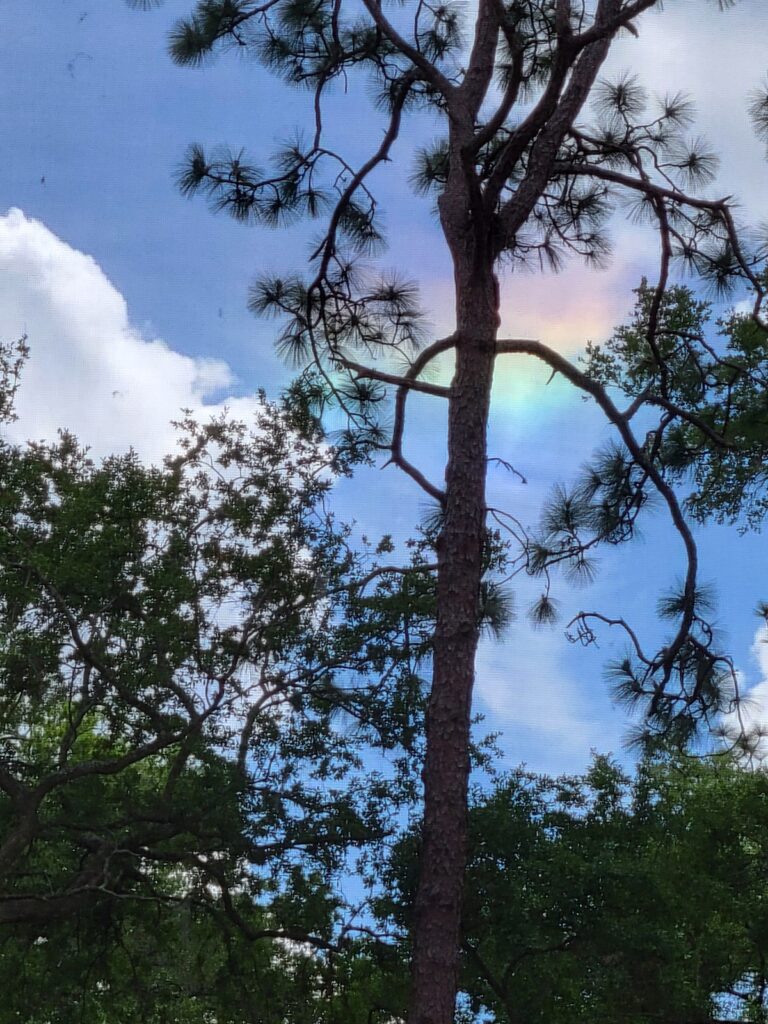 Rainbow Cloud Over Sweetwater Oaks In Ocala