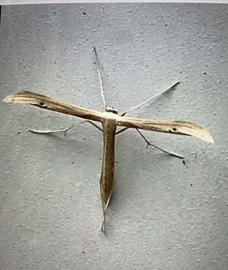 Plume moth hiding in plain sight in Ocala