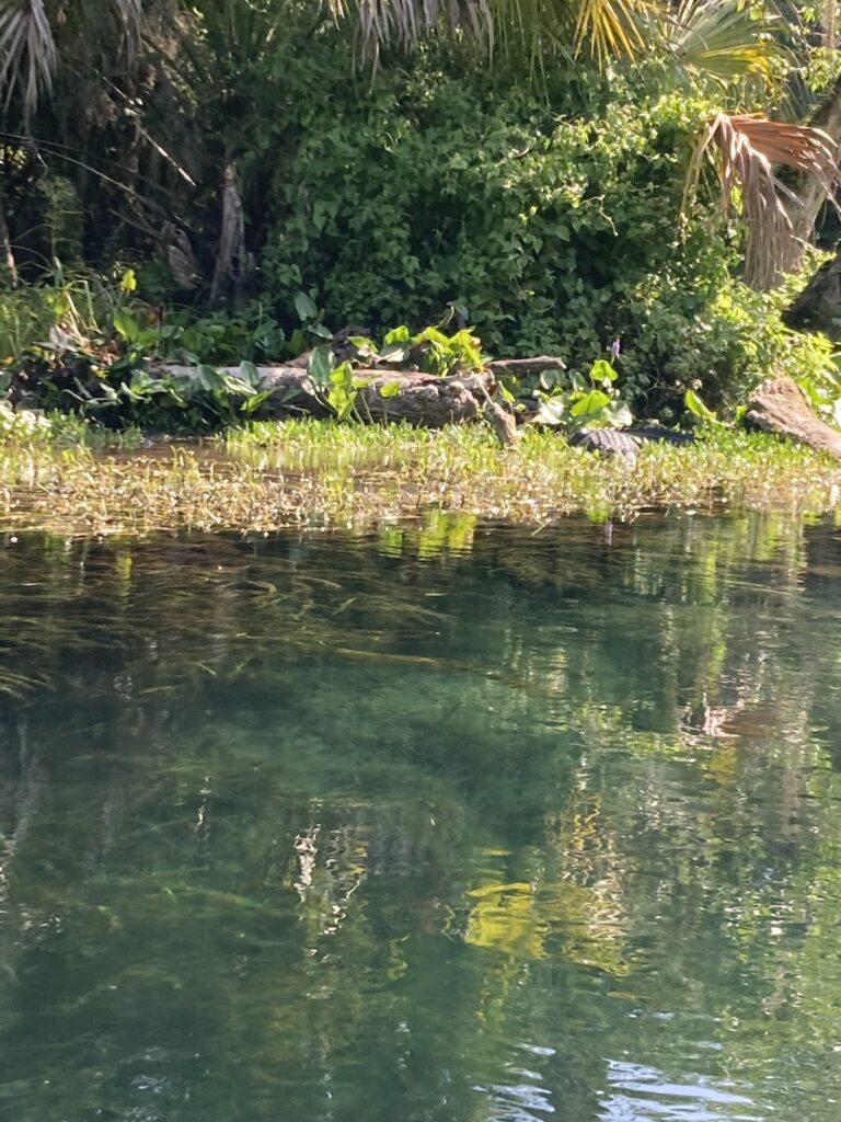 Alligator along the Silver River
