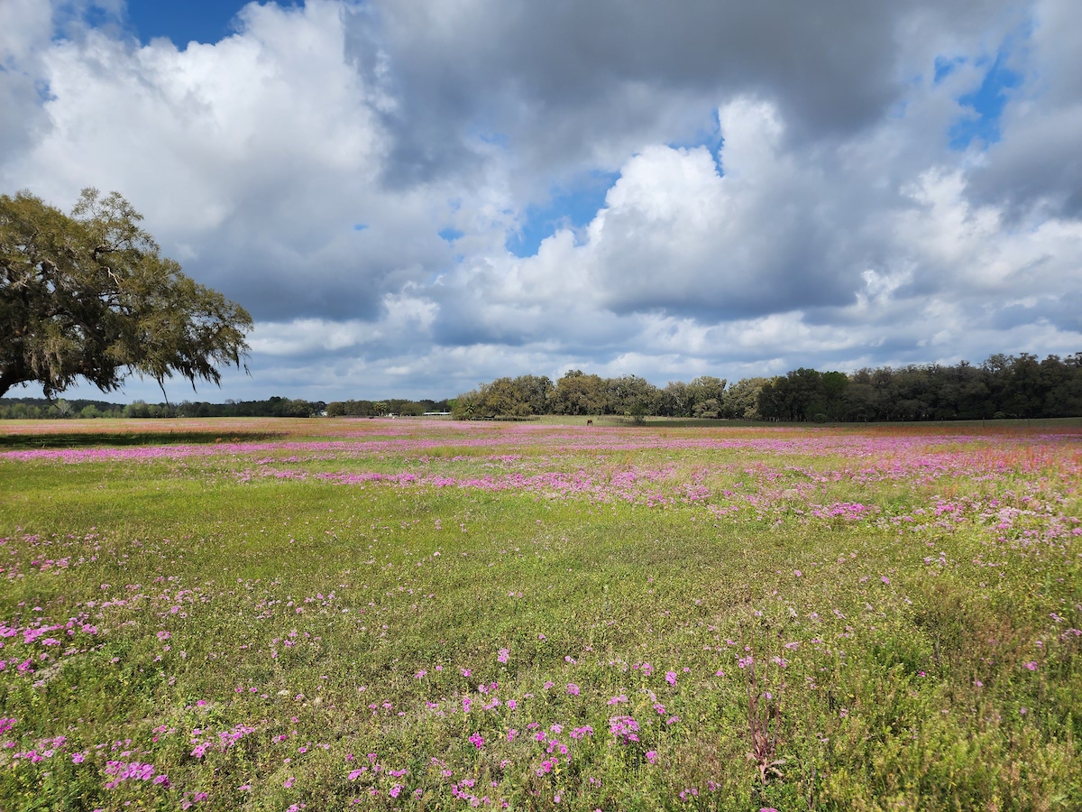 Beautiful Field Of Flowers By Ocala Horse Pasture