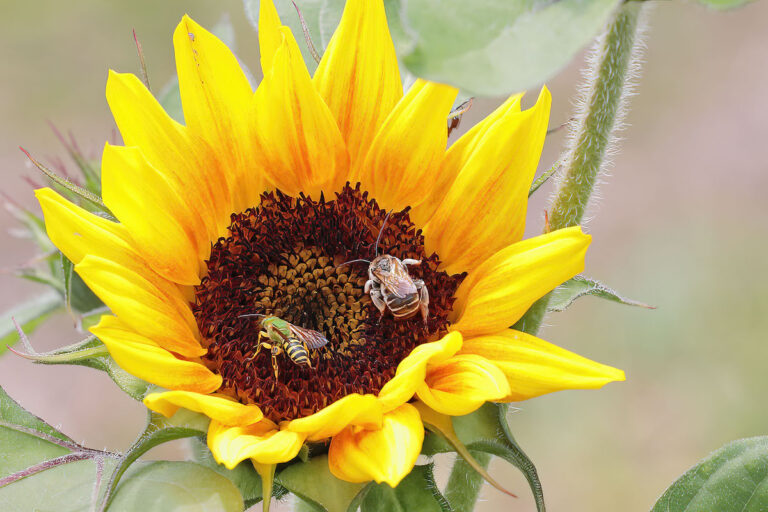 Bees Pollinating Sunflower in Western Marion County