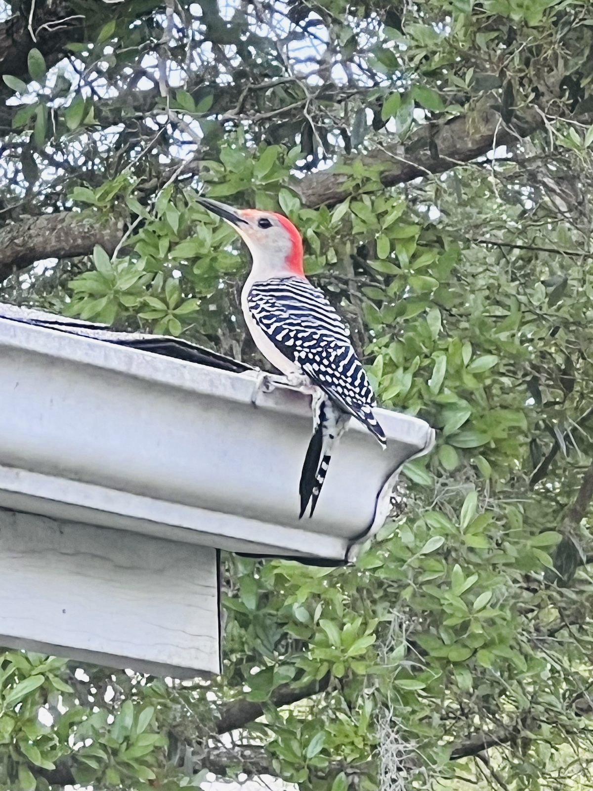 Daily visit from woodpecker in Spruce Creek North
