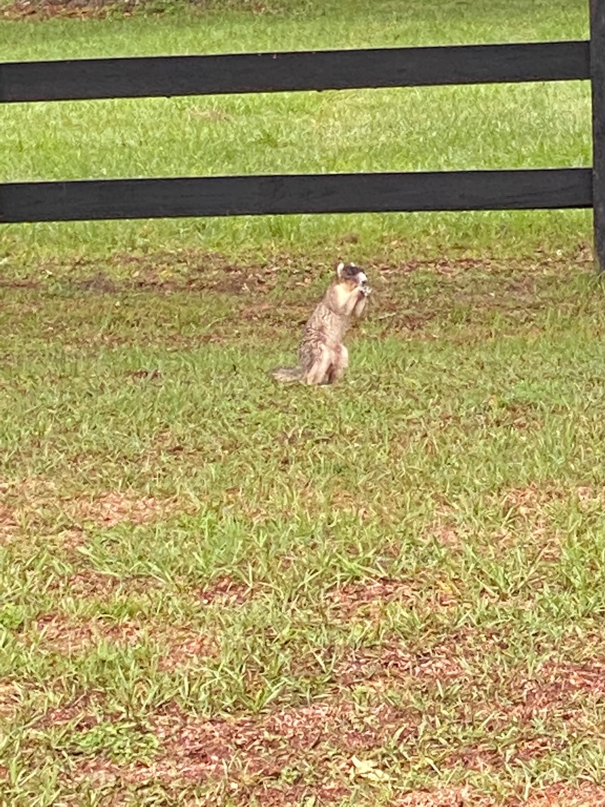 Dinner time for squirrel at Double Diamond Farm in Ocala