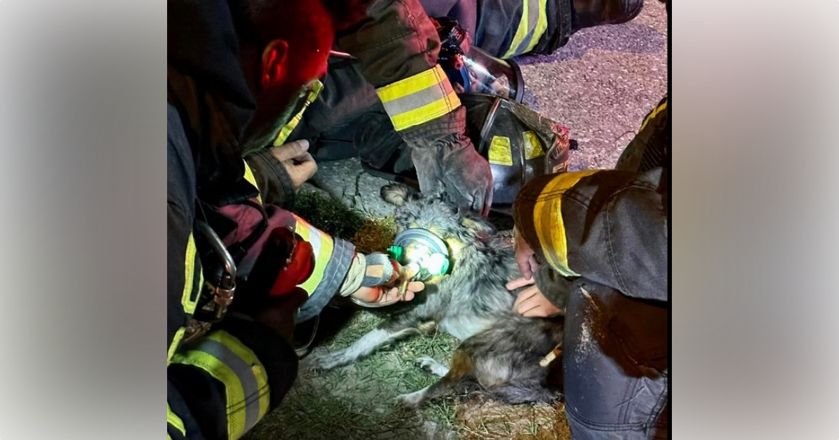 Dog rescued from house fire in Ocala