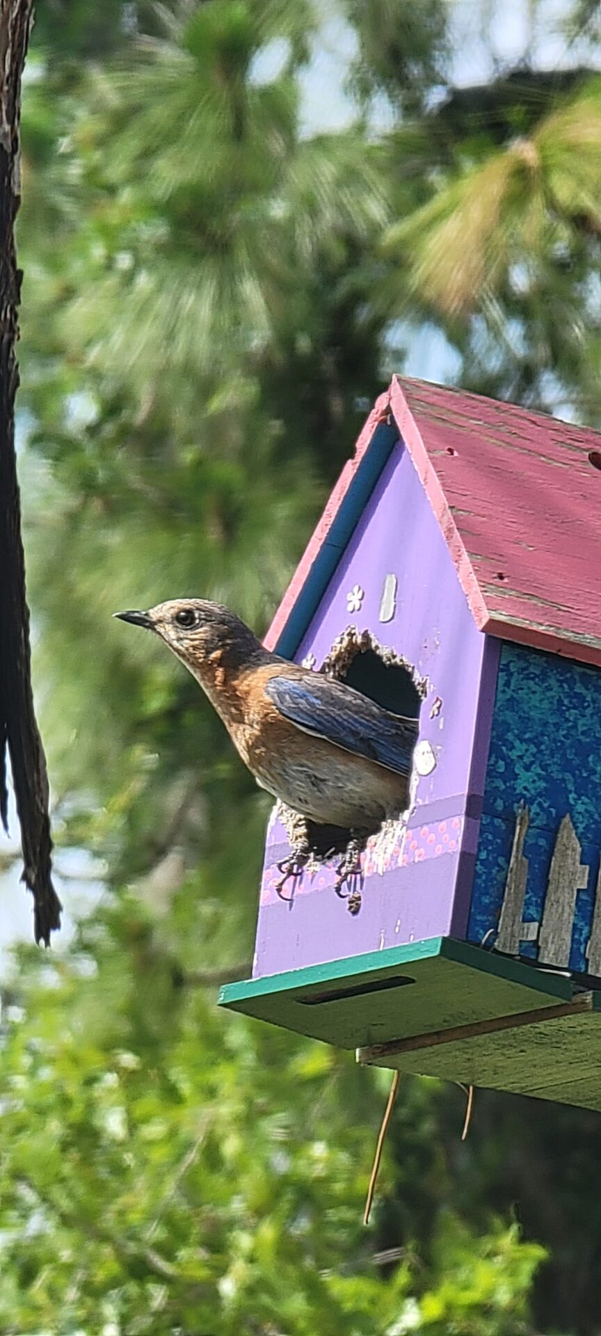 Eastern bluebird making a nest in Silver Springs Shores backyard