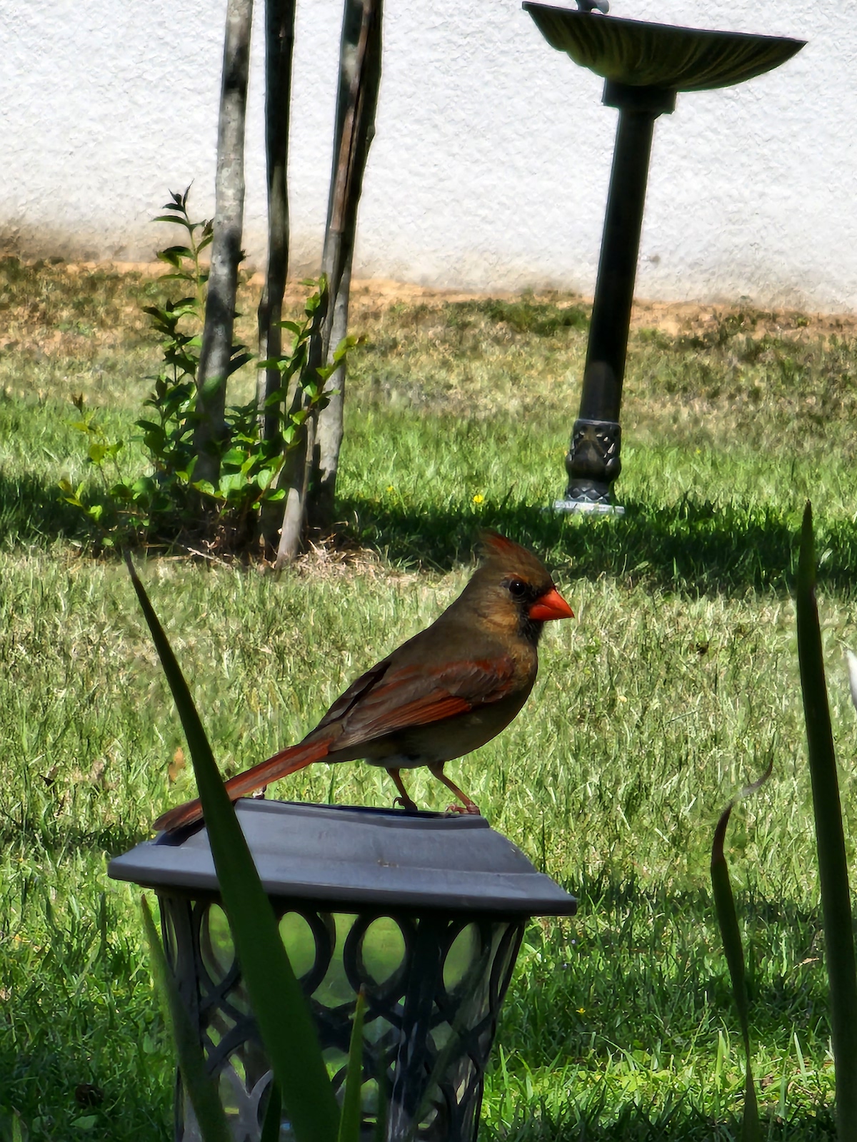 Female Northern Cardinal At Silver Springs Shores