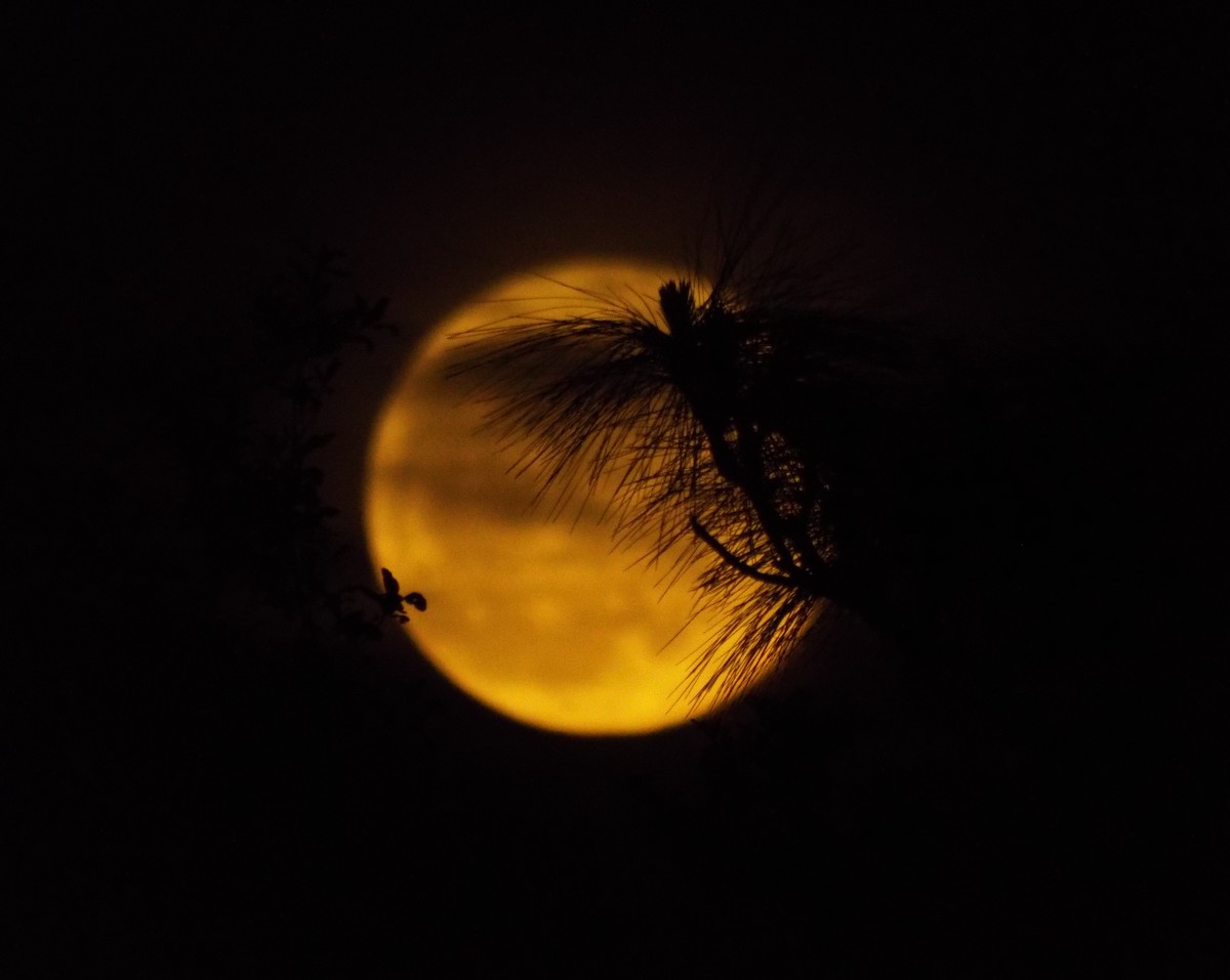 Full moon rising over Ocala National Forest
