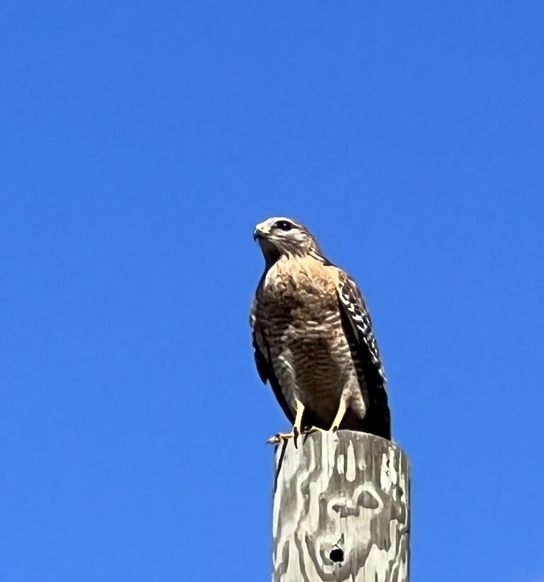 Hawk Looking For Meal In Salt Springs Village