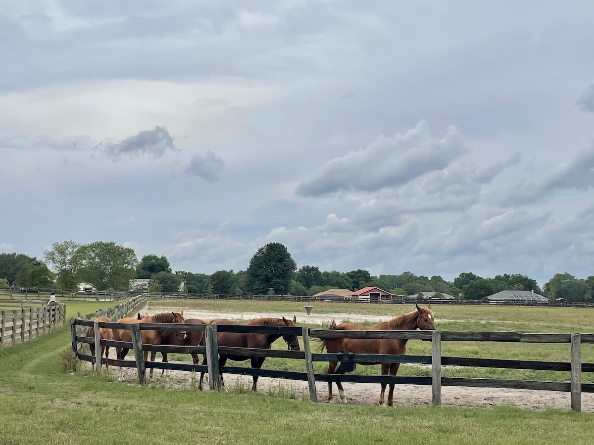 Horses Relaxing At Ocala Equestrian Academy