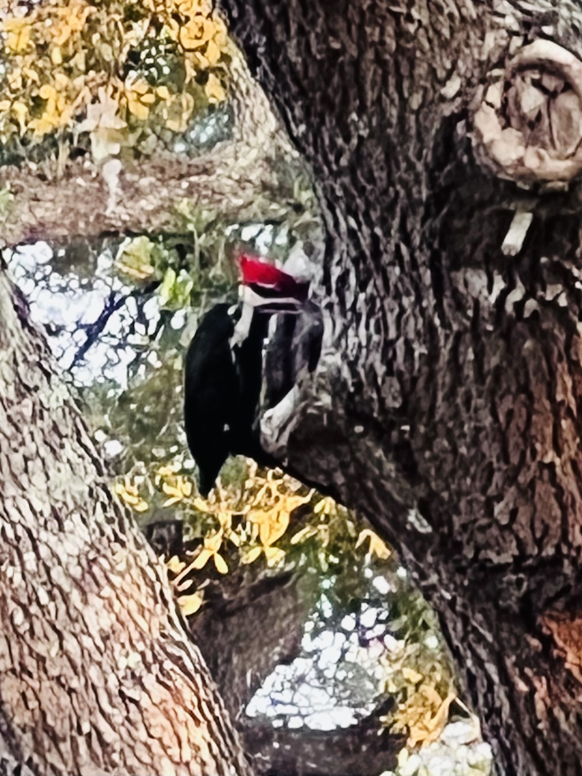 Juvenile Woodpecker In Spruce Creek North