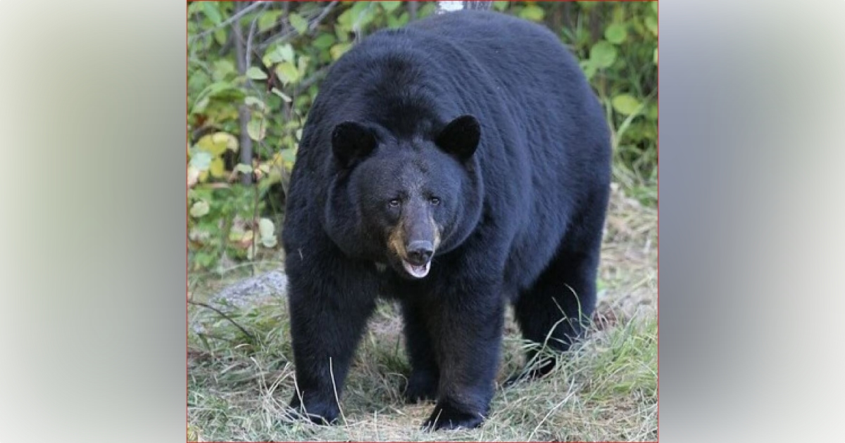 Learn about Florida black bears at Scott Springs