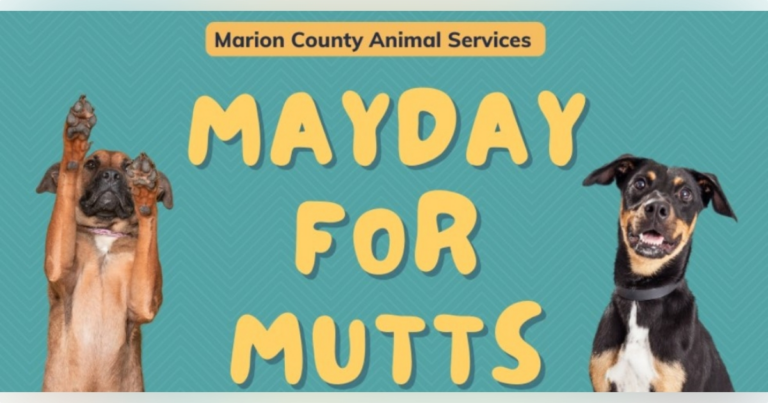 Looking for a new pet? Animal Services offering $5 adoptions in May