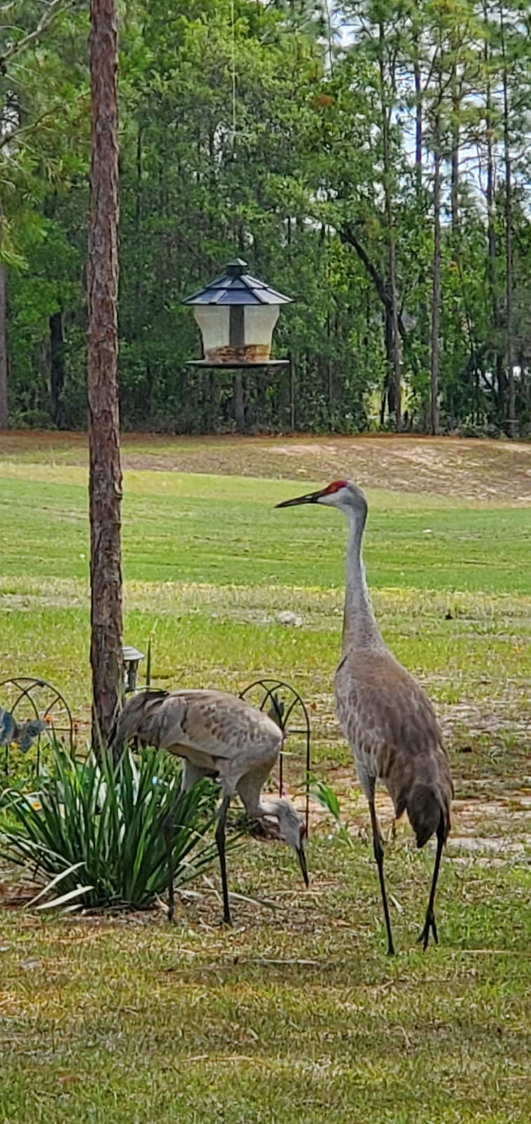 Sandhill Cranes Visiting Backyard In Silver Springs Shores