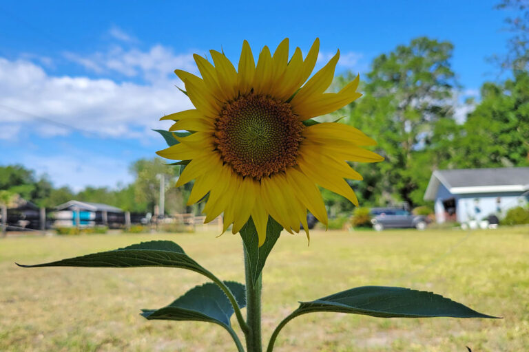 Sunflower in Western Marion County
