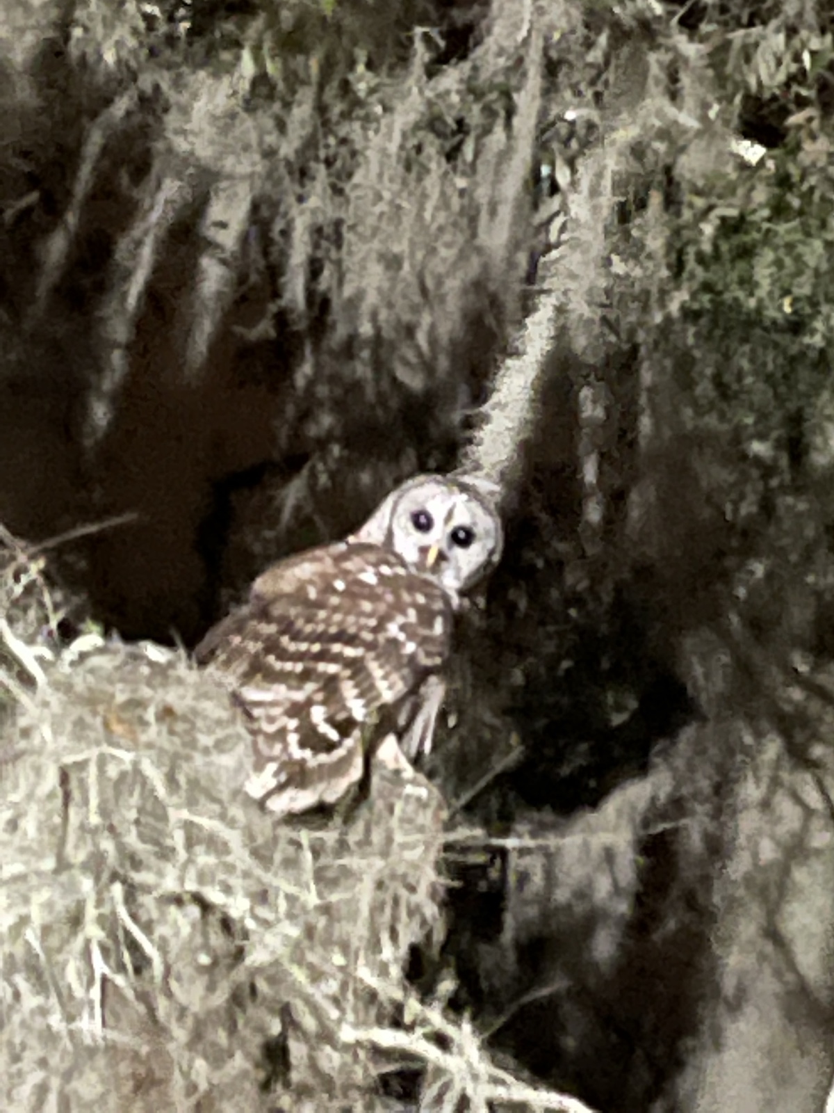 Barred owl in the oaks in Ocala