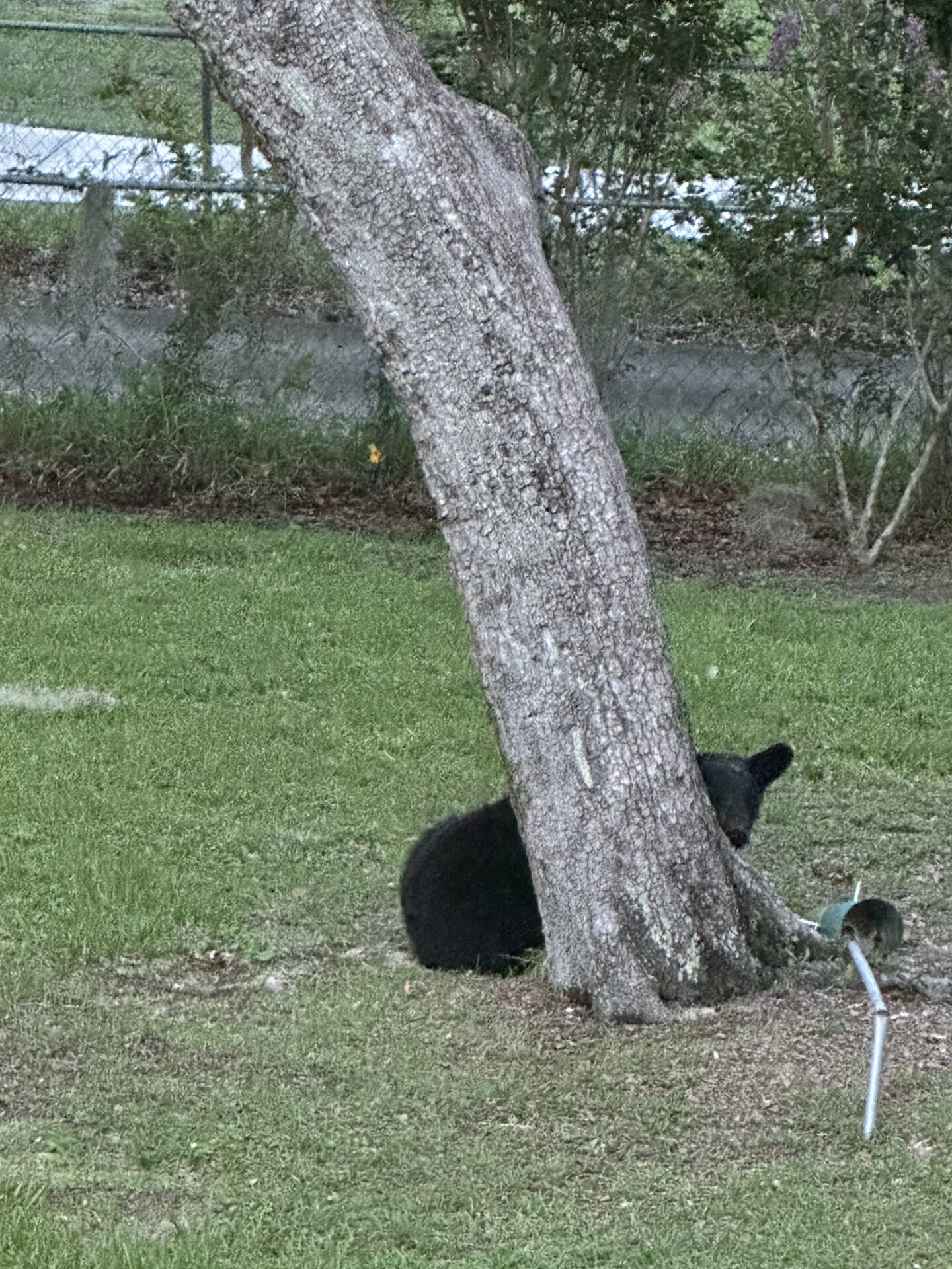 Black bear eating from bird feeder in Ocklawaha