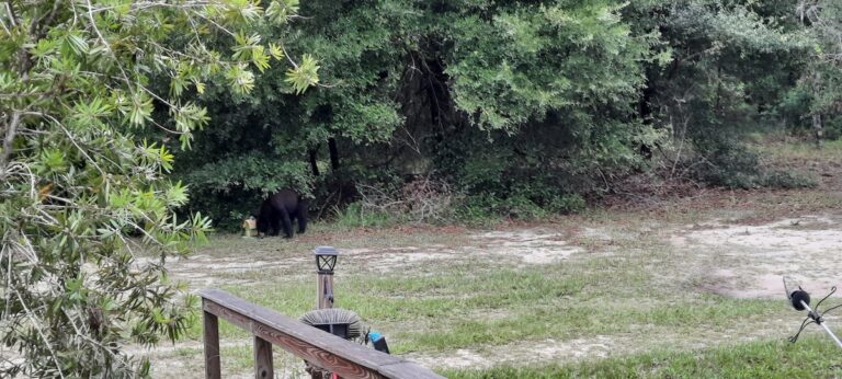 Black bear eating from bird feeder in Summerfield