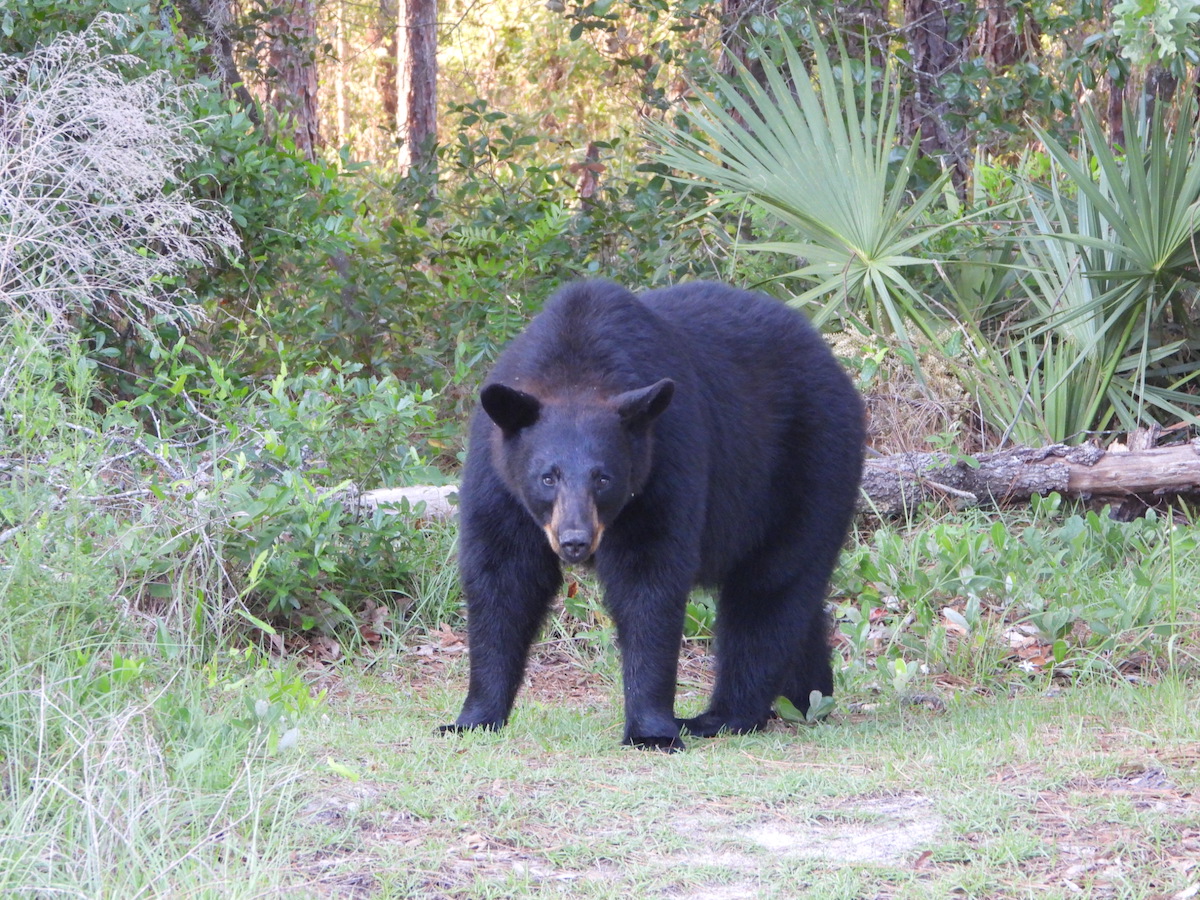 Black bear visits Ocala backyard