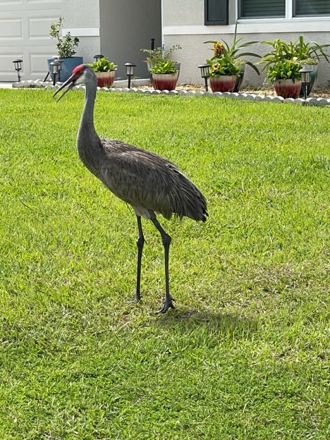 Close-up of sandhill crane in Belleview