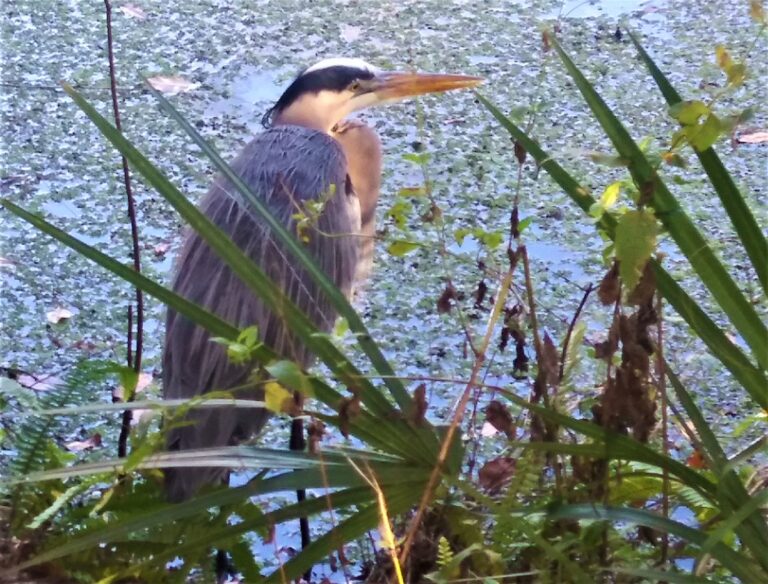 Great blue heron at Henderson Lake in Inverness