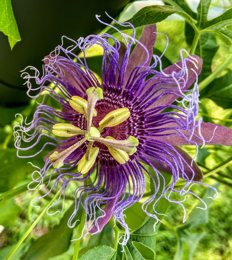 Passion flower growing in On Top of the World front lawn