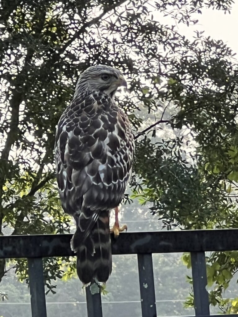 Red-shouldered hawk in Ocala