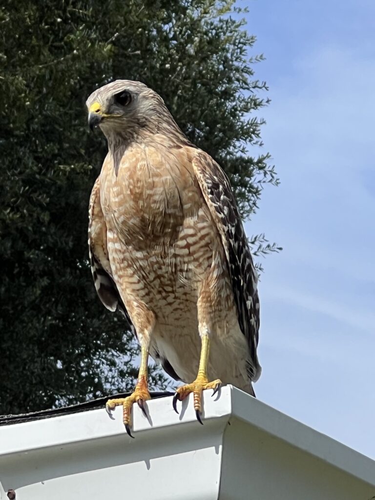 Red-shouldered hawk looking for lunch at Marion Landing in Ocala