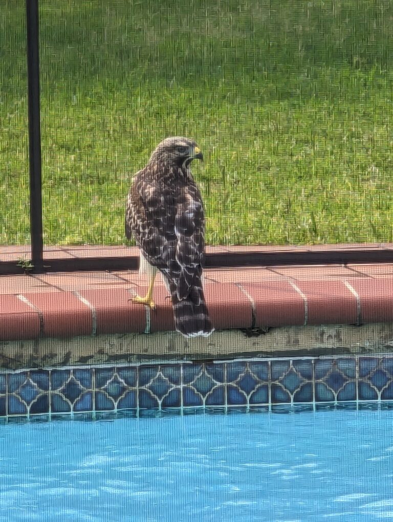 Red-shouldered hawk visiting pool in Ocala