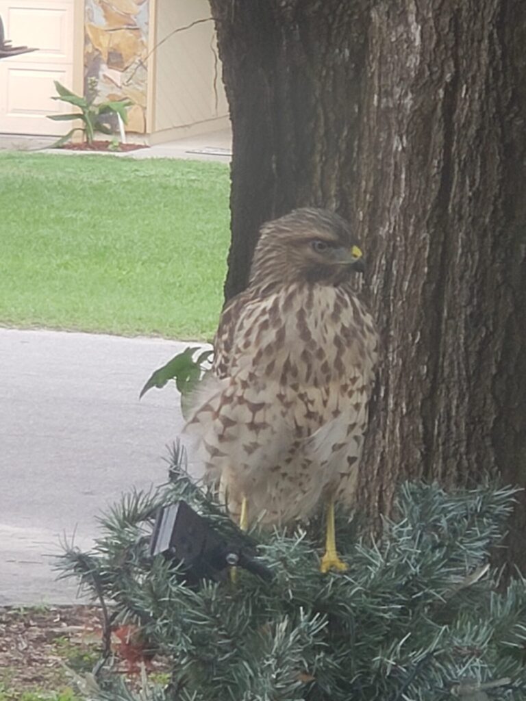 Red-tailed hawk visiting yard in Ocala