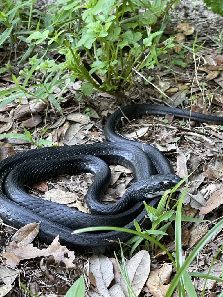Southern black racer snake sunning in Ocala
