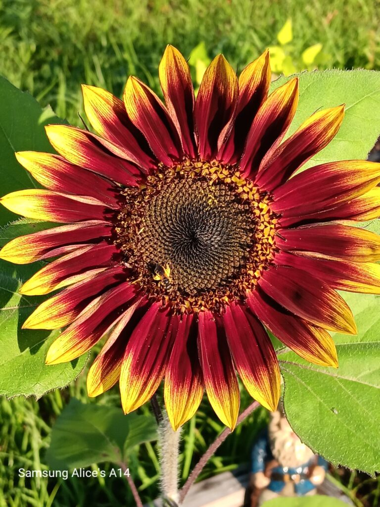 Sunlight hitting sunflower in Ocala